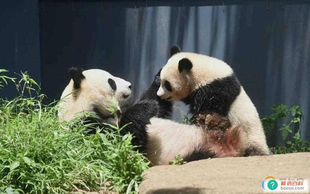 日本人有多喜欢熊猫(日本人第一次见熊猫)