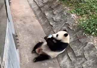 游客饮料不慎掉落被大熊猫捡来喝是怎么回事 大熊猫能喝饮料吗