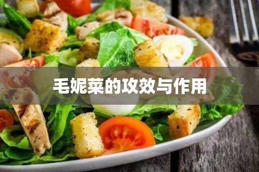 毛妮菜的攻效与作用(羊蹄菜作用与功效)