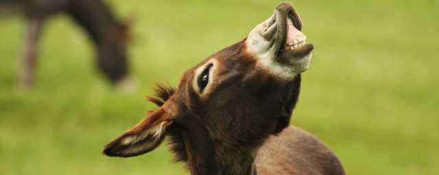 驴的拼音怎么写(驴的拼音怎么打)?