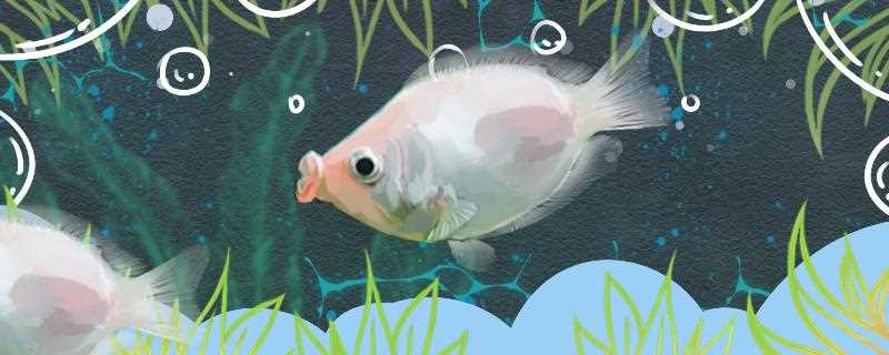 接吻鱼怎么繁殖?接吻鱼怎么繁殖后代