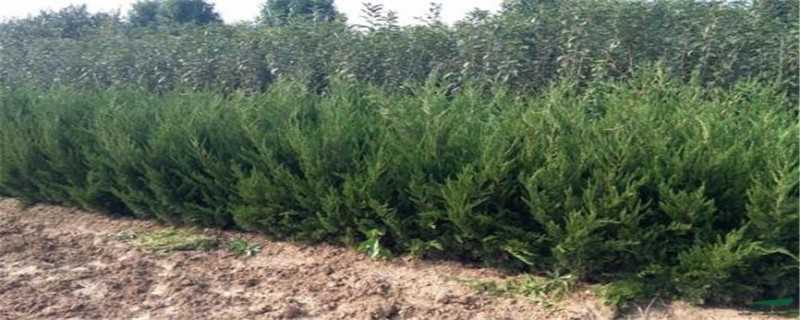 龙柏的寓意是什么(龙柏的寓意和象征)?