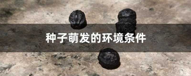 种子萌发条件?种子萌发需要什么条件