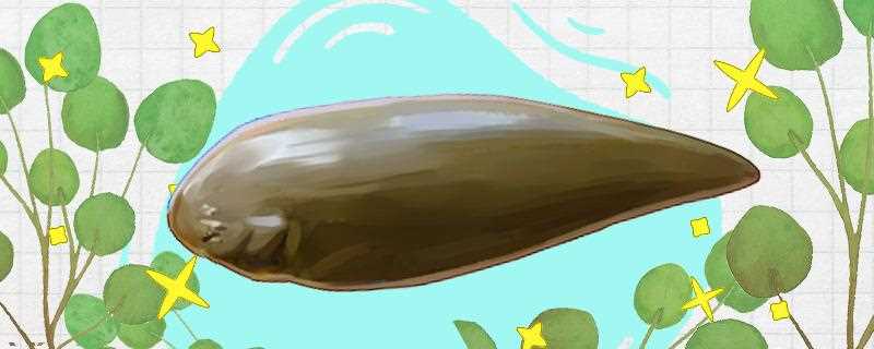 鳎目鱼又叫什么鱼(鳎目鱼是什么鱼)?