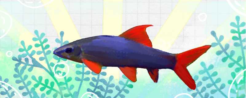 彩虹鲨鱼好养吗?(彩虹鲨怎么养)?