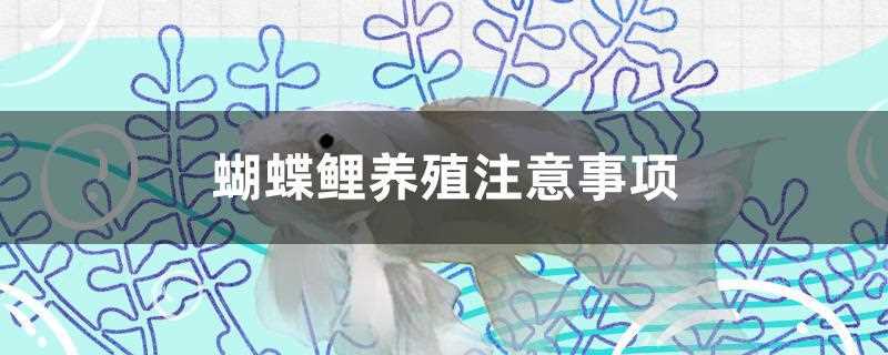 蝴蝶鲤的养殖方法_蝴蝶鲤饲养注意事项