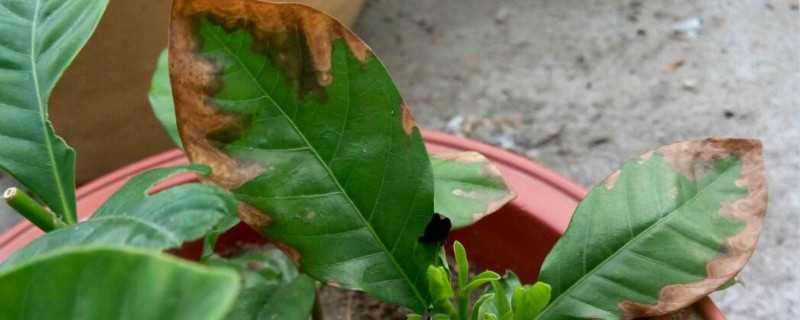 栀子花黄叶枯叶怎么办(盆栽栀子花叶子枯萎发黄怎么办)?
