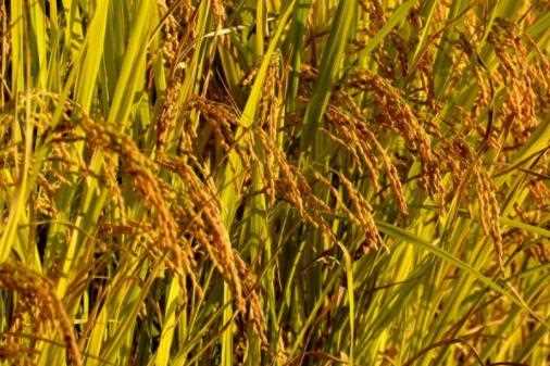 2022西安排名靠前的人气排名好的灞桥区消防工程师培训哪家好用户推荐?