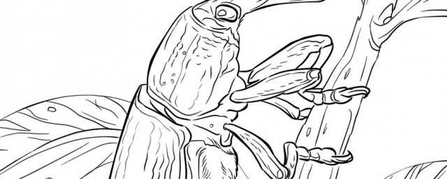 金龟子是什么动物?金龟子是什么动物图片