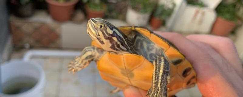 火焰龟是什么龟(火焰龟是深水龟吗?)?