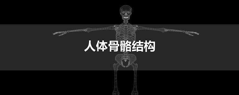 图解)_人体骨骼结构图(人体骨骼结构图超清
