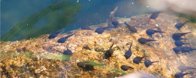 怎么喂养)?蝌蚪吃什么食物?(蝌蚪吃什么