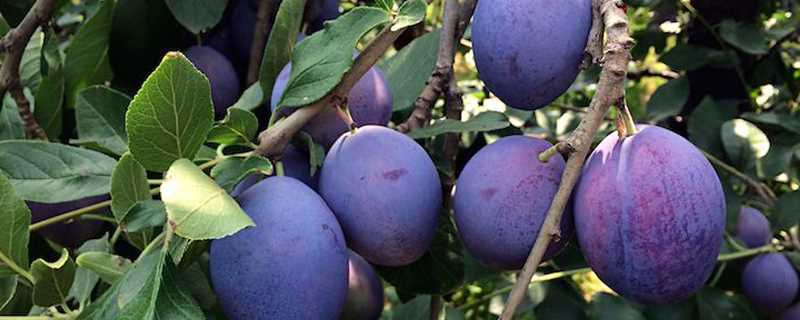 西梅是凉性还是热性水果(新鲜西梅是凉性还是热性)