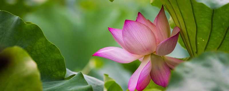 北京荷花几月份开花(北京荷花几月份开的最旺盛)?