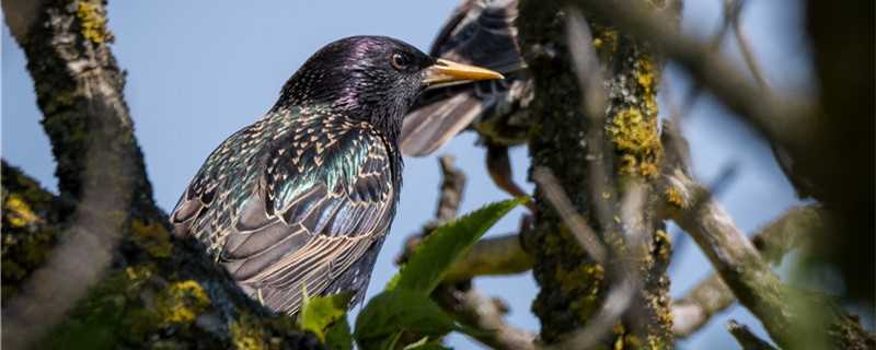 八哥鸟喜欢吃什么食物(八哥鸟吃什么食物最好)?