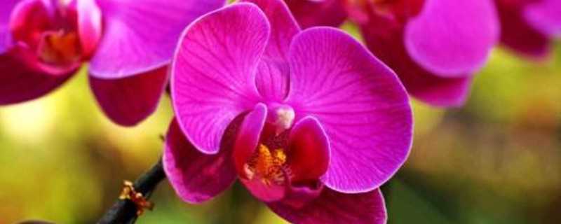 蝴蝶兰几月开花?