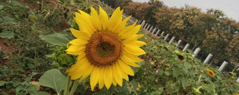 向日葵开放的时间是几点(向日葵开放的时间是几点左右)?