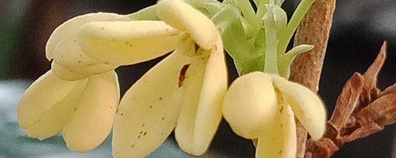 四季桂花的养殖方法(四季桂适合在家里养吗?)