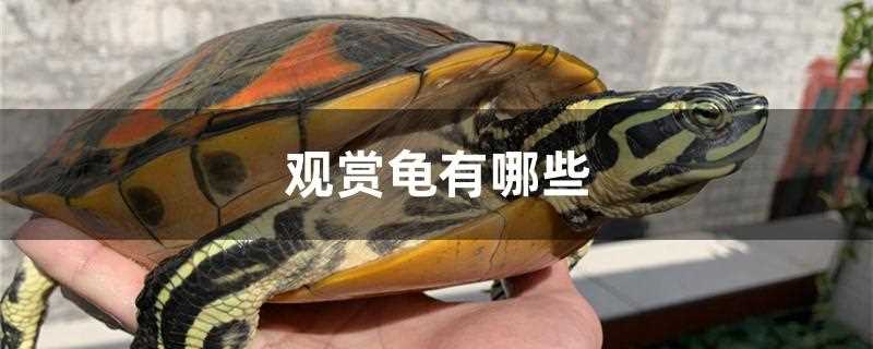观赏龟有哪些品种?观赏龟品种大全