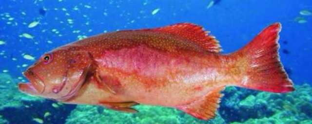 东星斑有几种颜色(东星斑有几种做法)?