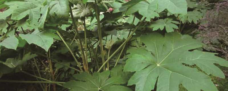 通草是什么样子的图片(什么是通草)?