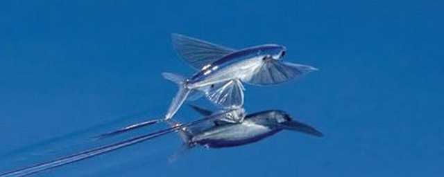 别人总说飞鱼是什么意思?飞鱼是什么意思网络语言