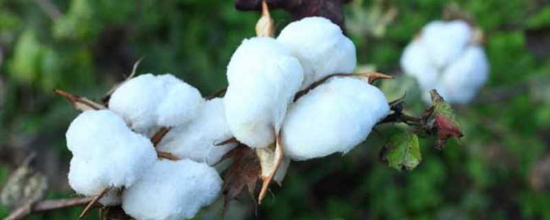 棉花产地主要在哪个省(中国棉花产地)?