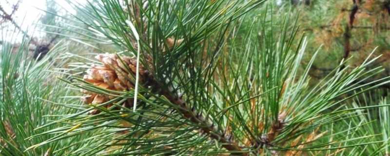 松树的资料和作用_松树资料介绍