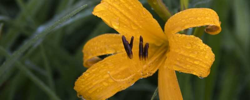 萱草花的花语和寓意(萱草的花语和象征)