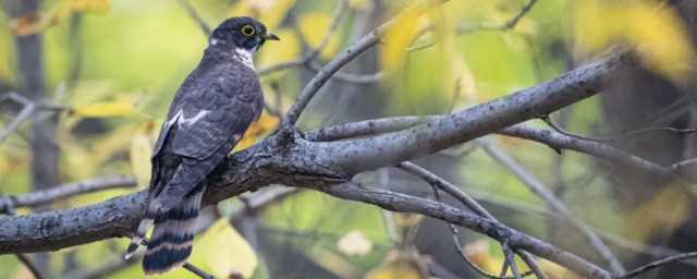 鹌鹑怎么读(鹑怎么读音)?