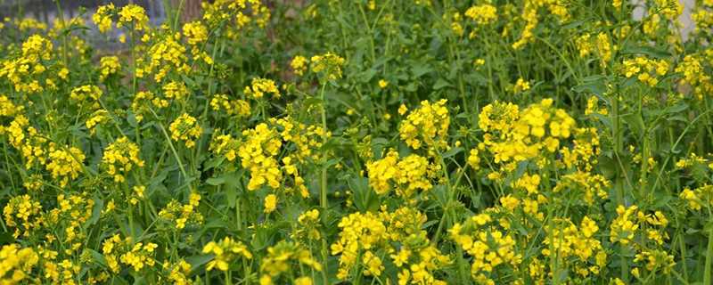 汉中油菜花在哪里看(汉中油菜花在哪里看最好)?