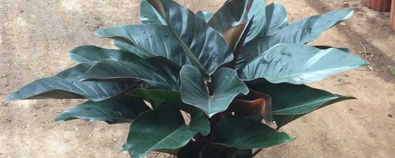 金钻有哪些品种(金钻有几种品种)?