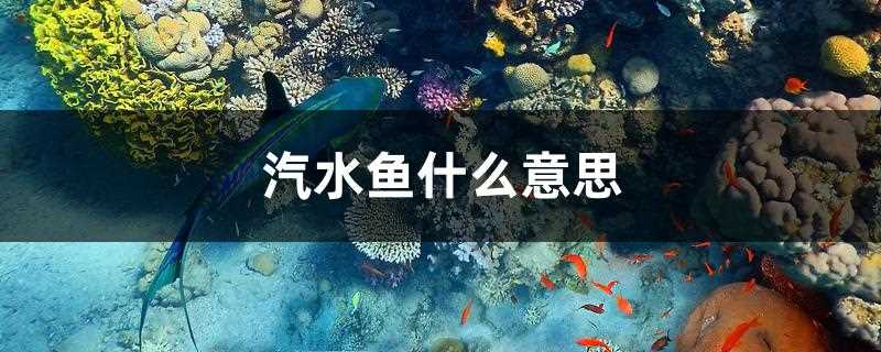 汽水鱼什么意思(常见汽水鱼)?