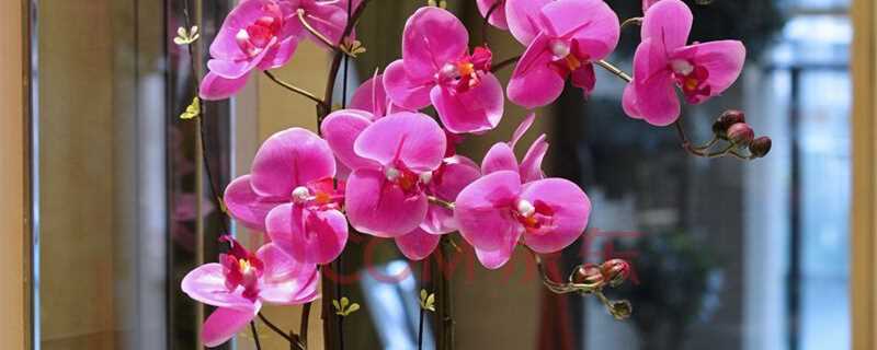 蝴蝶兰早上几点开花时间?蝴蝶兰早上几点开花?