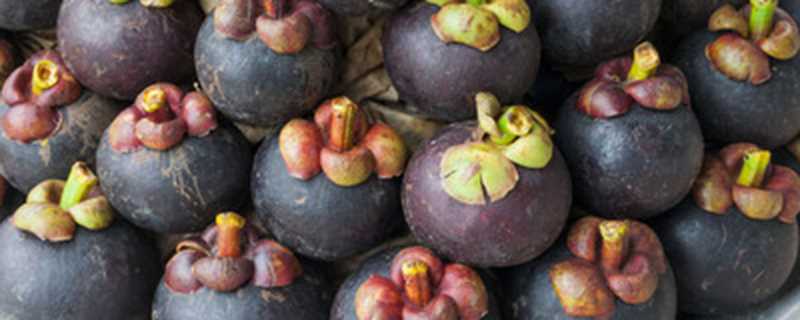 南方水果有哪些种类(南方水果品种)?