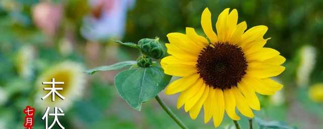 夏至三庚数头伏什么意思(夏至三更便数伏是什么意思)?