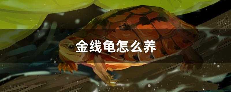 金线龟怎么养?金线龟怎么养出金线