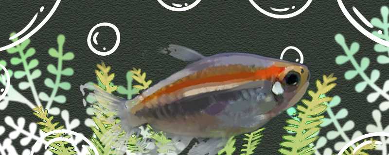 刚果扯旗鱼好养吗?(刚果扯旗鱼凶吗?)