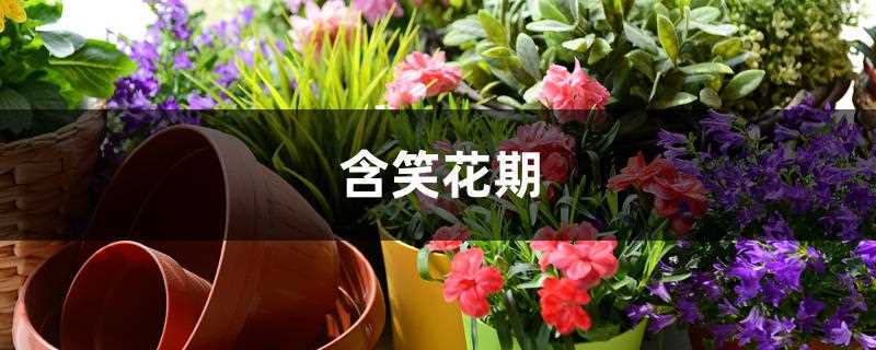 四季含笑花期_含笑花花期多长时间
