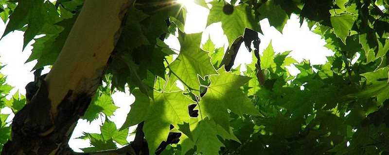 法国梧桐树的介绍(法国梧桐树的介绍100字)