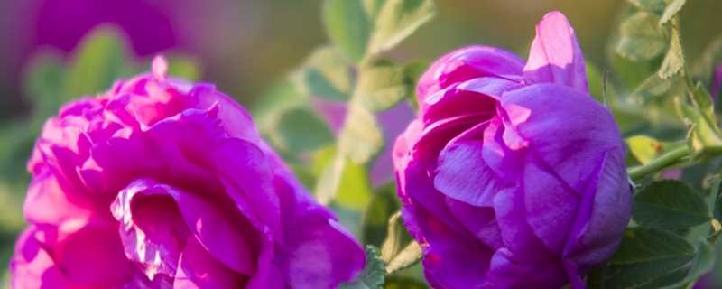 玫瑰的花语和寓意是什么(玫瑰的花语和象征)?