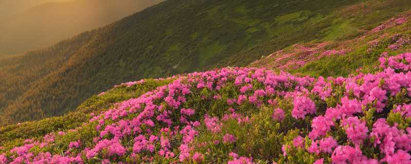 映山红种子怎么播种(映山红树苗图片)?