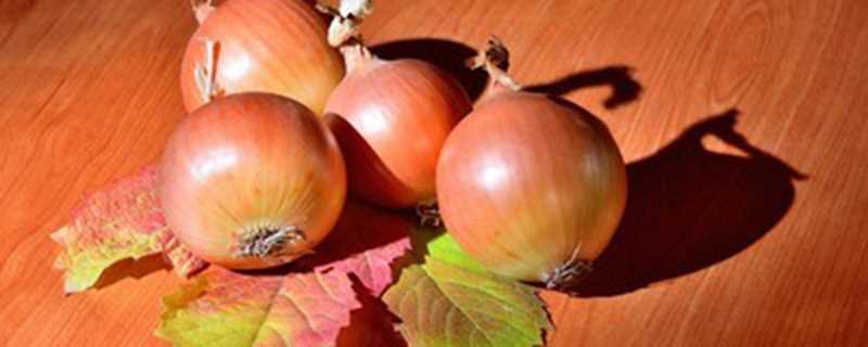 洋葱是叶子还是茎(洋葱是叶子还是茎还是根)