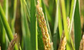 杂交水稻和普通水稻有什么不一样是什么 杂交水稻和普通水稻有什么不一样