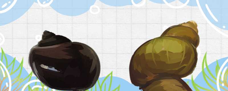 田螺与福寿螺的区别(福寿螺和普通的螺有什么区别)?