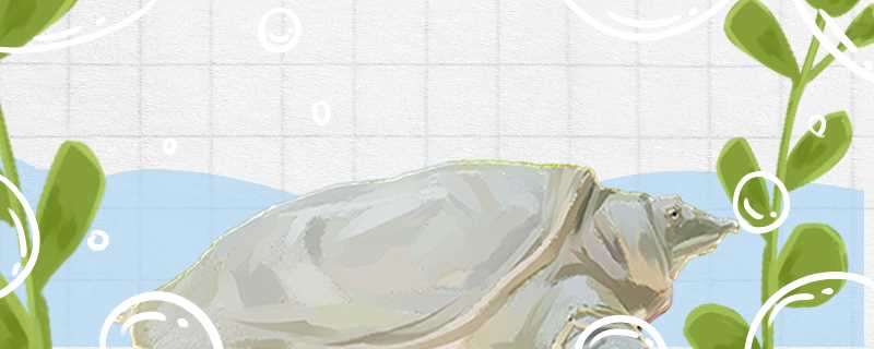 甲鱼怎么繁殖(甲鱼繁殖技术)?