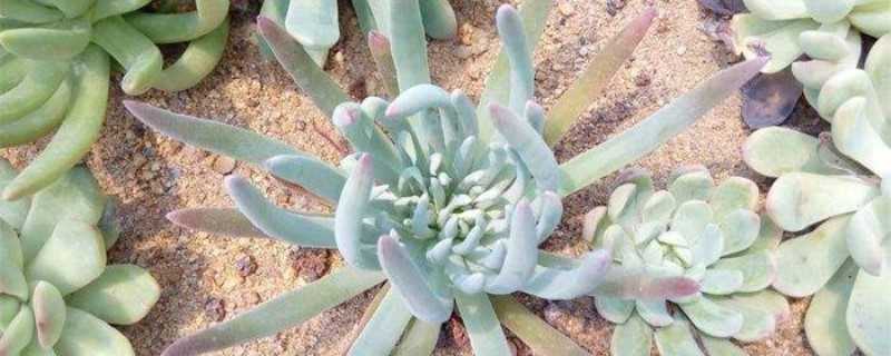 仙女棒是什么样的(仙女棒是啥?)?