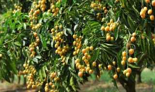 云浮特产介绍_云浮特产(云浮特产)