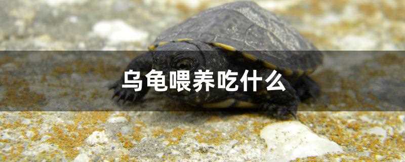 养乌龟喂它吃什么食物?乌龟喂养吃什么