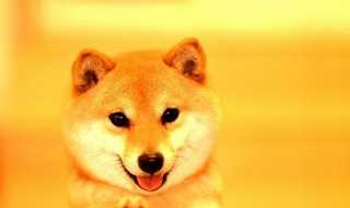 哈哈哈的意思?哈哈哈是什么意思(哈哈哈哈哈)